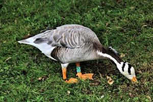 A view of a Bar Headed Goose photo