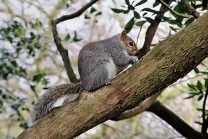 A close up of a Grey Squirrel in London photo