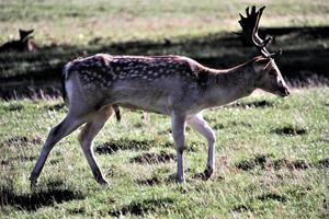 A view of some Fallow Deer in Richmond Park in London photo