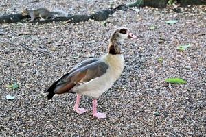 A view of an Egyptian Goose in London photo