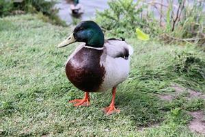 A view of a Mallard Duck at Nantwich Lake photo