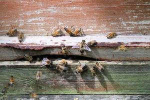 una vista de algunas abejas alrededor de una colmena foto