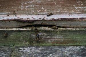 una vista de algunas abejas alrededor de una colmena foto