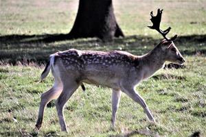 A view of some Fallow Deer in Richmond Park in London photo