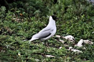 A close up of a Black Headed Gull photo