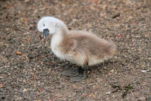 un primer plano de un cisne mudo cygnet en el lago nantwich foto