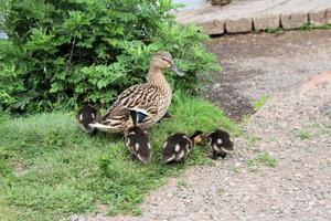 una vista de un pato real en el lago nantwich foto