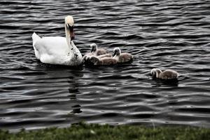 una vista de un cisne mudo con cygnets en el lago nantwich foto