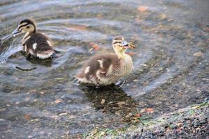 una vista de un patito de ánade real en el lago nantwich foto