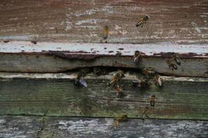 una vista de algunas abejas alrededor de una colmena foto