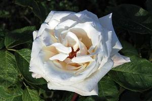 una vista de una rosa blanca en el jardín foto