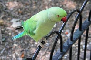 A close up of a Green Ring Necked Parakeet photo