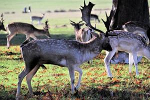 A view of some Fallow Deer in Richmond Park in London photo