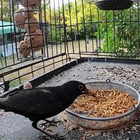 A close up of a Blackbird in the garden photo