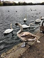 un primer plano de un cisne mudo en Londres foto