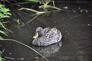 un primer plano de un pato de pico amarillo foto