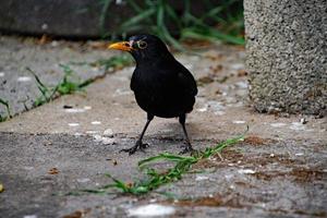 A close up of a Blackbird in the garden photo