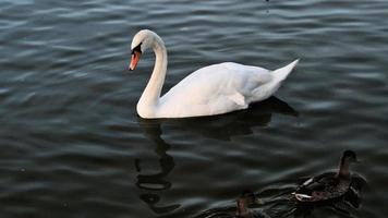 A view of a Mute Swan on the water at Ellesmere photo