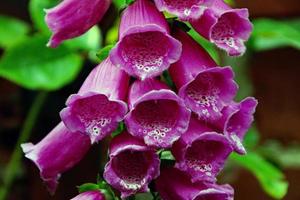 A view of a Foxglove in the garden photo