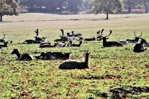 A view of some Deer in Richmond Park in London photo