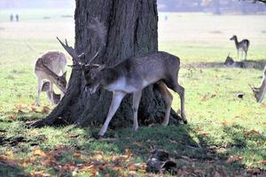 una vista de algunos ciervos en barbecho en richmond park en londres foto