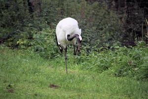 A close up of a Red Crowned Crane photo