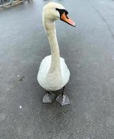 A close up of a Mute Swan photo