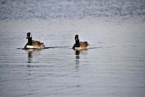 A view of a Canada Goose photo