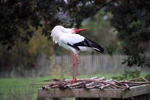 A close up of a White Stork at Martin Mere Nature Reserve photo