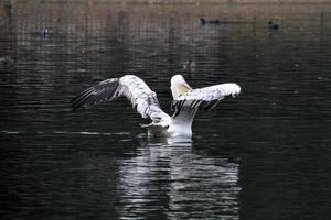 A close up of a Pelican in London photo