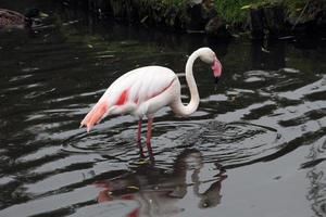 A view of a Flamingo at Martin Mere Nature Reserve photo