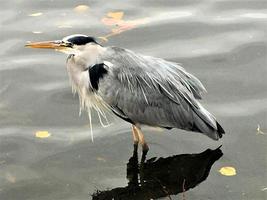 un primer plano de una garza gris en Londres foto