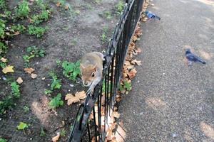 A close up of a Grey Squirrel in London photo