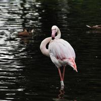 A view of a Flamingo photo