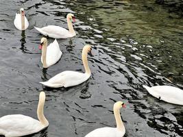 A close up of a Mute Swan photo