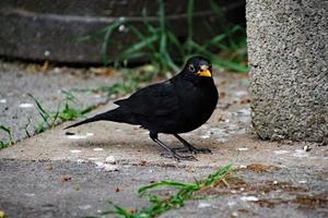 A close up of a Blackbird in the garden photo