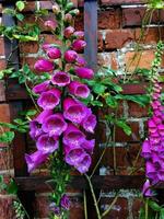 A view of a Foxglove in the garden photo