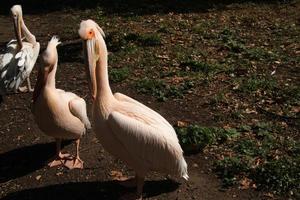 A close up of a Pelican in London photo