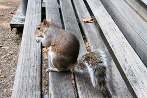 A close up of a Grey Squirrel in London photo