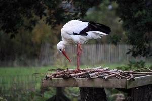 un primer plano de una cigüeña blanca en la reserva natural martin mera foto