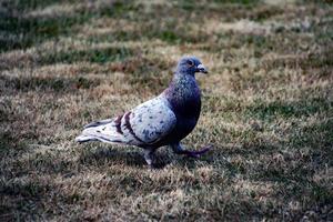 A view of a Pigeon in the garden photo