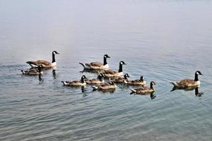 A view of a Canada Goose photo