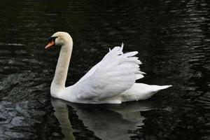 A view of a Mute Swan in London photo