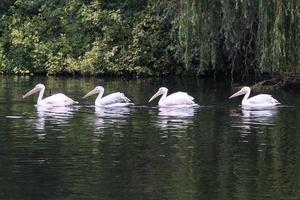 A close up of a Pelican in London photo