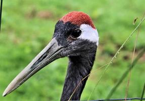 un primer plano de una grulla coronada roja foto