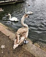 un primer plano de un cisne mudo en Londres foto