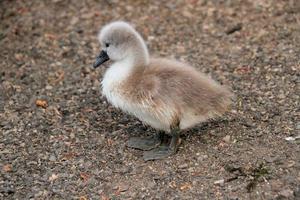 un primer plano de un cisne mudo cygnet en el lago nantwich foto