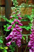 A view of a Foxglove in the garden photo