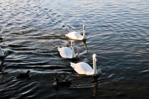 A view of a Mute Swan on the water at Ellesmere photo