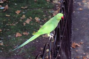 un primer plano de un periquito de cuello de anillo verde foto